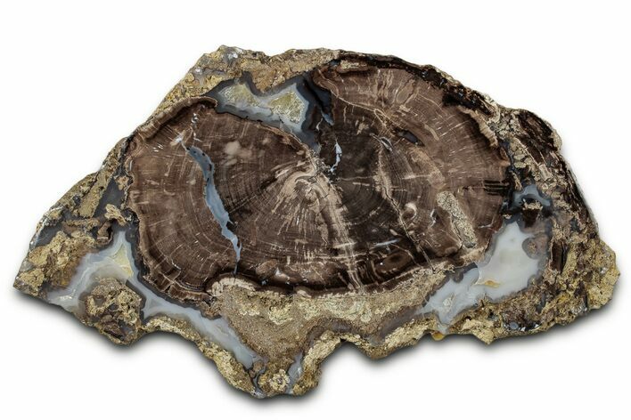 Petrified Wood (Schinoxylon) Round - Blue Forest, Wyoming #335009